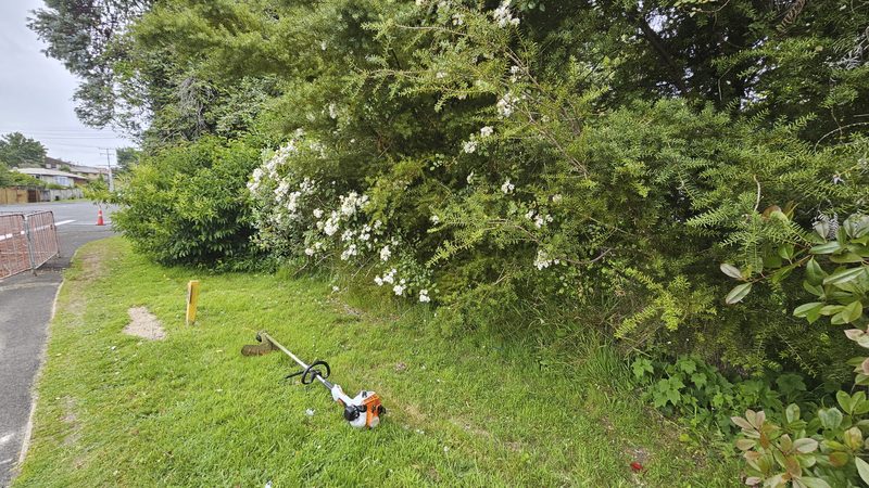 Line trimmer resting on grass beside a flowering hedge