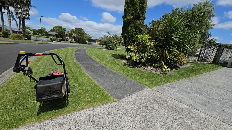 Curved driveway with mowing stripes and palm trees