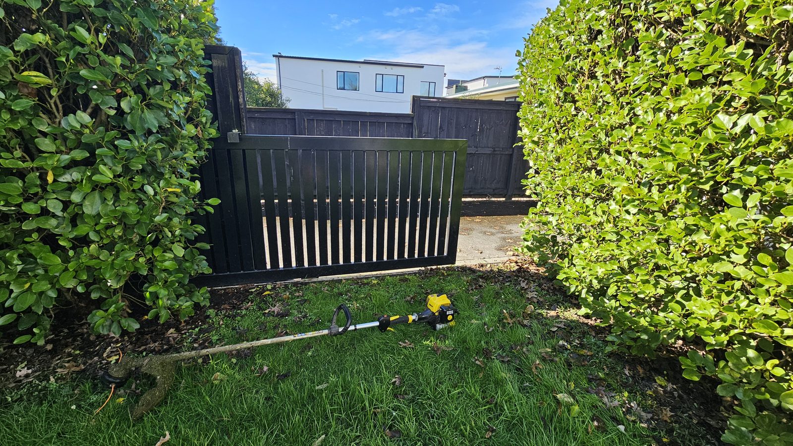 Hedge trimmer resting on the lawn beside a neatly clipped hedge