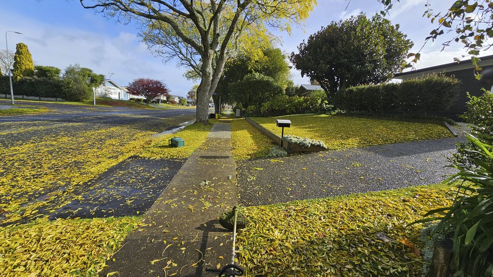 Autumn leaves covering a lawn and sidewalk being cleared